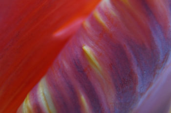 Jeu de couleurs dans une tulipe