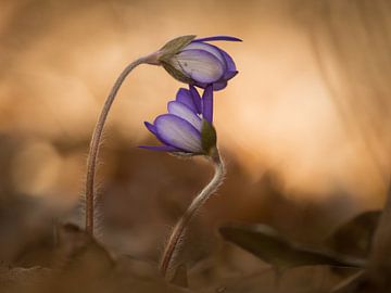 Zwei Leberblüten von Ron Poot