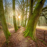 Morning sun