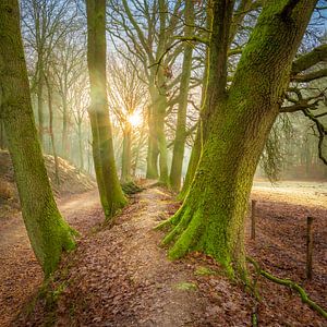 Soleil du matin sur John Goossens Photography