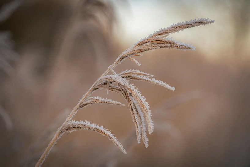 Leusden van Gerard Glavimans