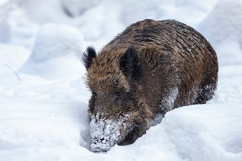 Wilde zwijnen in de winter