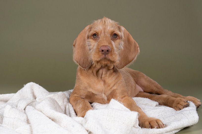 Draadhaar Vizsla, Hongaarse Staande,  puppy ligt op een deken in een groene achtergrond van Leoniek van der Vliet