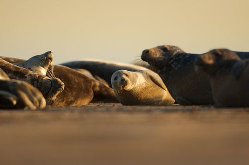Grijze Zeehonden op het strand tijdens de zonsopkomst