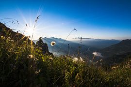 Flower meadow in the Alps by Manuel Gratl