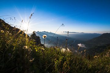 Bloemenweide in de Alpen van Manuel Gratl