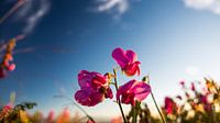 roze bloem