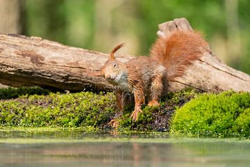 Rotes Eichhörnchen von Eva Fontijn