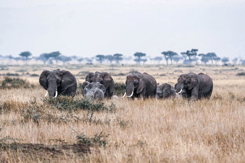 Elefanten in der Masai Mara von Roland Brack