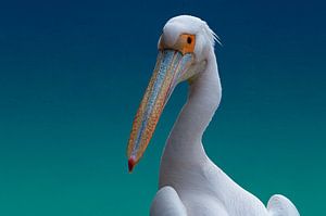 Pelican on blue