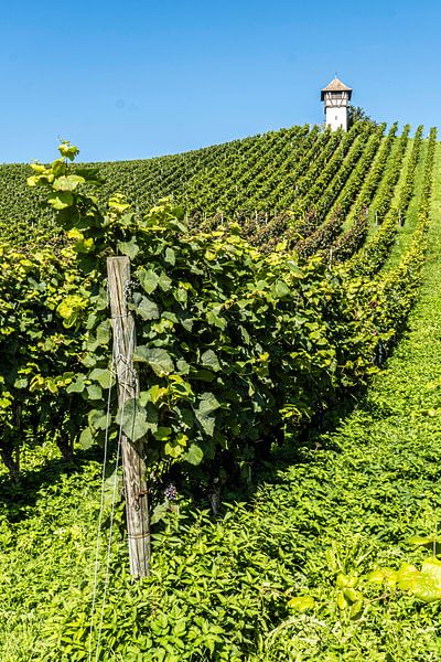 s'Türmle Weinberg bei Meersburg von Dieter Walther