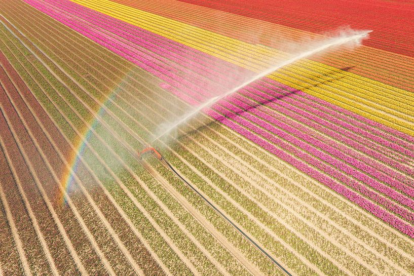 Tulips growing in a field sprayed by an agricultural sprinkler by Sjoerd van der Wal Photography