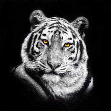 Tiger Portrait by Jacky
