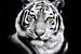 Tiger Porträt von Jacky
