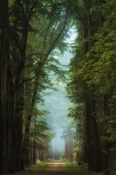 Into the magic by Martin Podt