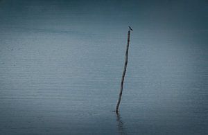 Lonely Blue Slikken wachten om te jagen