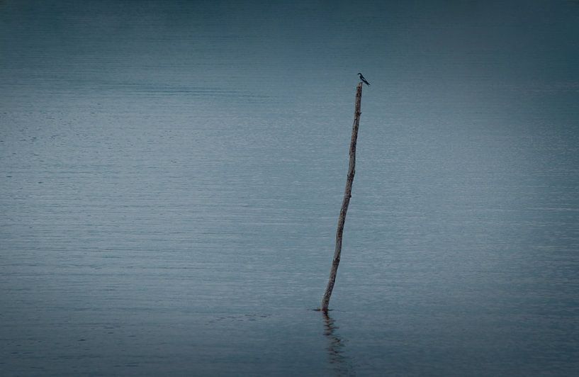 Einsame blaue Schwalbe, die wartet, um zu jagen von Castro Sanderson