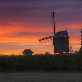 tom Lammens Profile picture