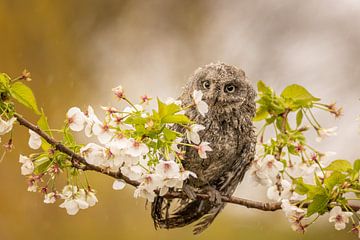 Petit hibou sur une branche parmi les fleurs sur KB Design & Photography (Karen Brouwer)