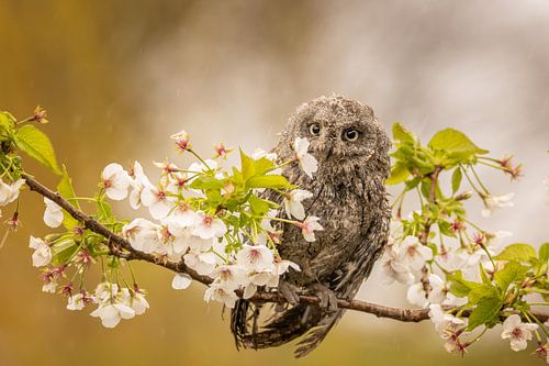 Little owl on a branch among the blossom