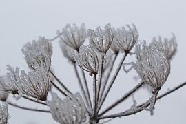 Frozen flower in the mist by Anne Ponsen