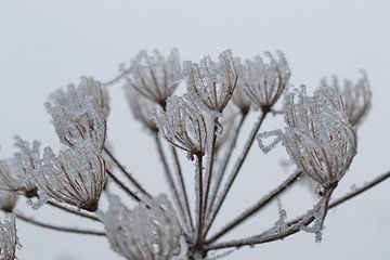 Bevroren bloem in de mist van Anne Ponsen