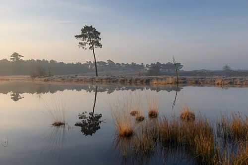 Le calme matinal au bord de l'étang sur Cor de Bruijn Photography
