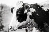 Cow portrait black and white with painterly effect