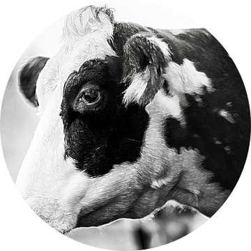 Koe portret. Lieve dromerige bonte mooie koe zonder oormerken. Natuurlijk. van John Quendag