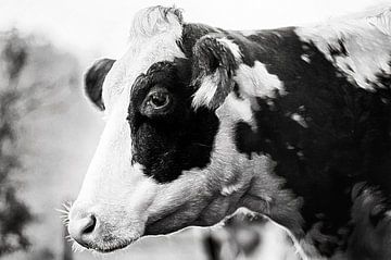 Koe portret. Lieve dromerige bonte mooie koe zonder oormerken. Natuurlijk. van John Quendag