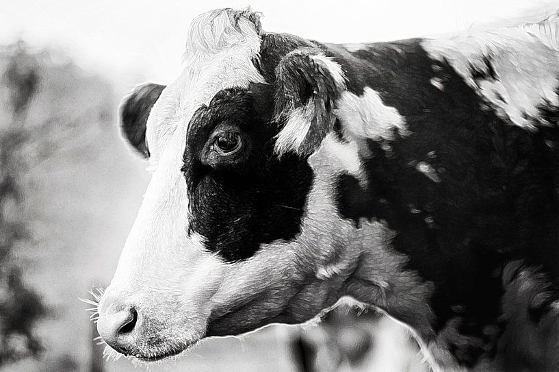 Portrait de vache en noir et blanc avec effet de peinture par John Quendag