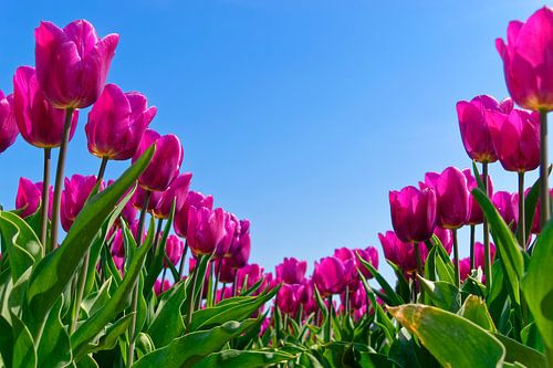 Roze en blauw