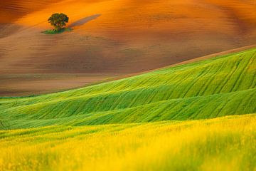 Landschapsfoto van een solitaire boom in het golvende heuvelland van Bas Meelker