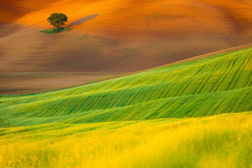 Photo de paysage d'un arbre solitaire dans un paysage vallonné de collines par Bas Meelker