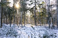 Bos in Drenthe op een winterse dag met zon