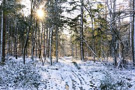 Forest in Drenthe on a winter's day with sunshine by Laura