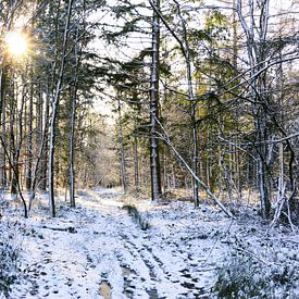Wald in Drenthe an einem Wintertag mit Sonnenschein von Laura
