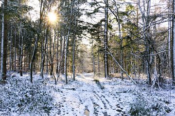 Bos in Drenthe op een winterse dag met zon van Laura