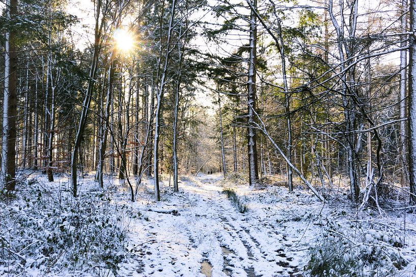 Wald in Drenthe an einem Wintertag mit Sonnenschein von Laura