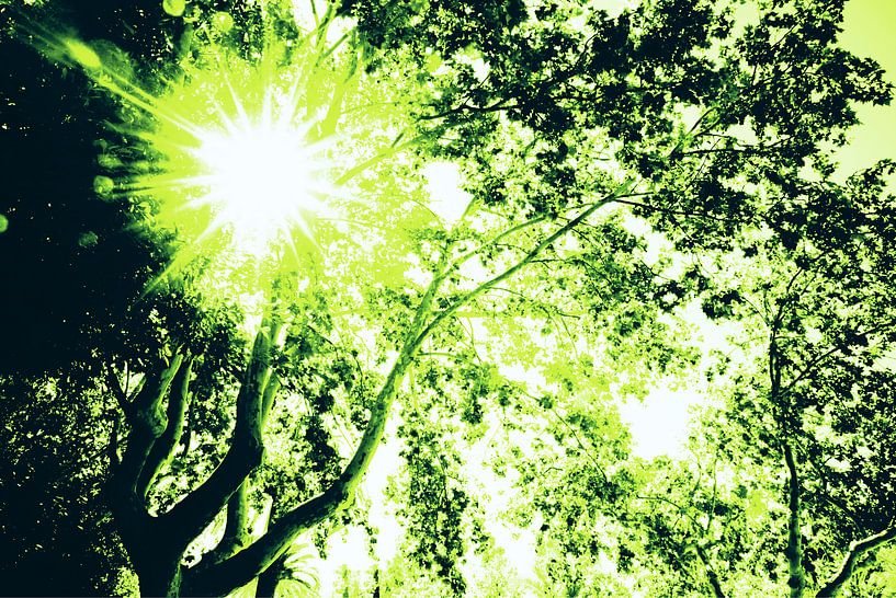 Sunbeams through the green leaves of a plane tree... by Edith van Aken