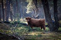 Schotse Hooglanders in de bossen van Rene  den Engelsman thumbnail