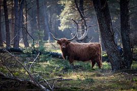 Scottish Highlanders in the woods by Rene  den Engelsman