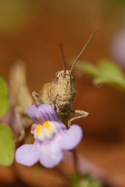 Grasshopper with Kenilworth Ivy by Rafael Delaedt