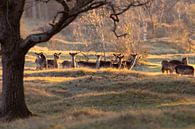 We'll keep an eye on you! by Louise Poortvliet thumbnail