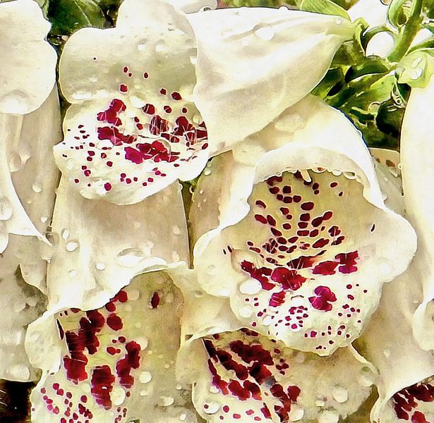 White Foxgloves With Raindrops by Dorothy Berry-Lound