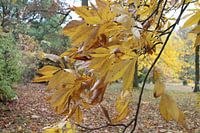 Gros plan sur les feuilles jaunes d'un arbre