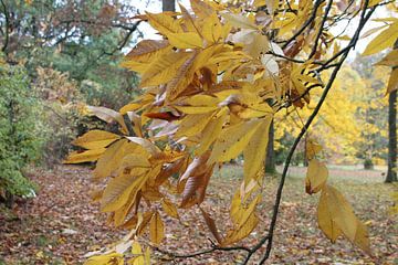 Close up van de gele bladeren van een boom van Audrey Nijhof
