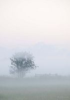 Matin brumeux avec arbre et clôture