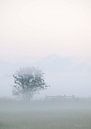 Misty morning with tree and fence by BYLDWURK thumbnail