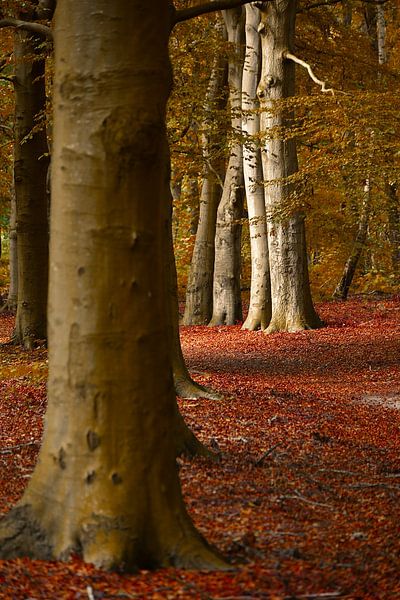 Light in forest by Peter van Rijn
